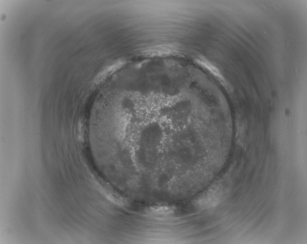 X0000066090161200603171104