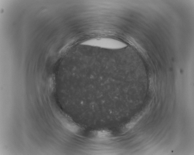 X0000066090165200603171104