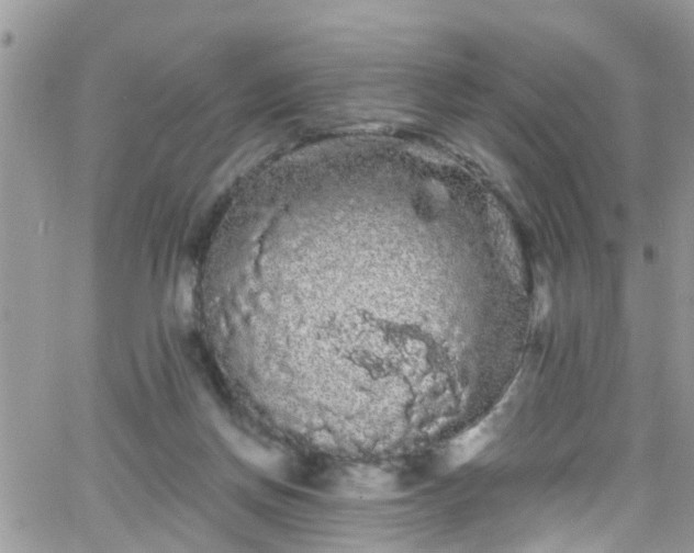 X0000066090166200603171104