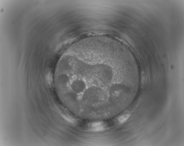 X0000066090173200603171104