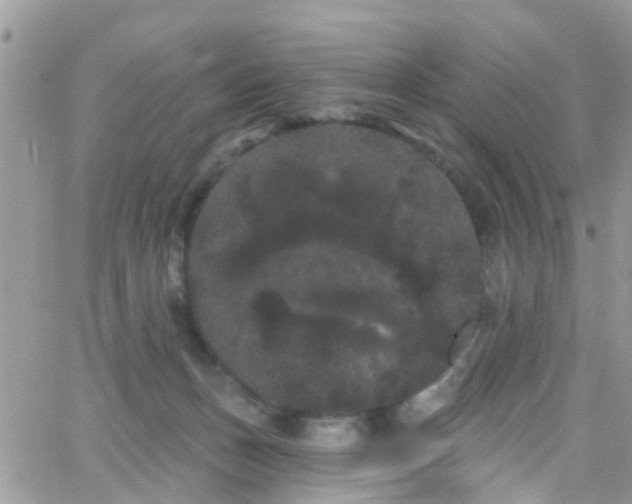 X0000066090175200603171104