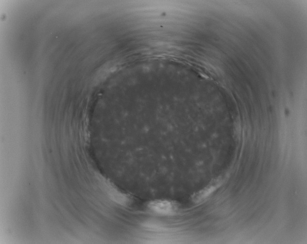 X0000066090181200603171104