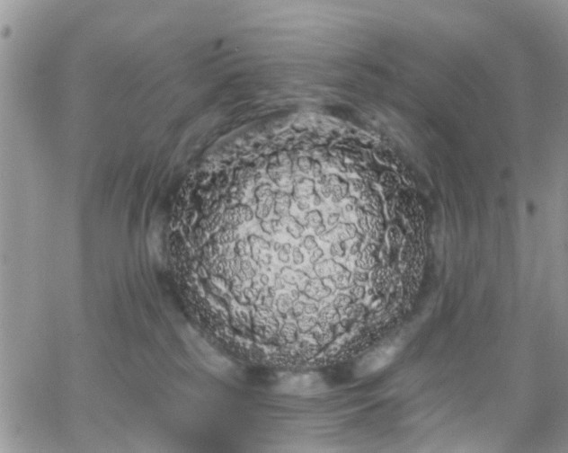 X0000066090185200603171104