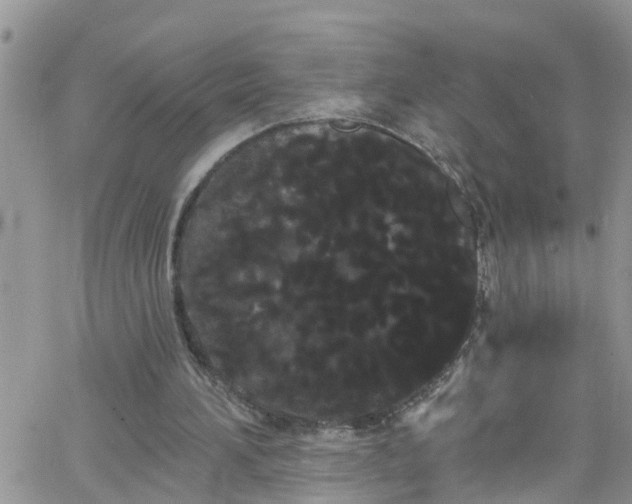 X0000066090196200603171104