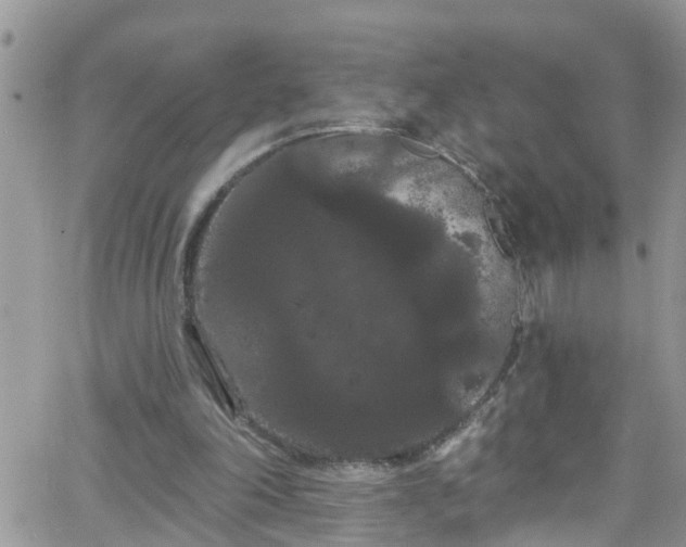 X0000066090198200603171104