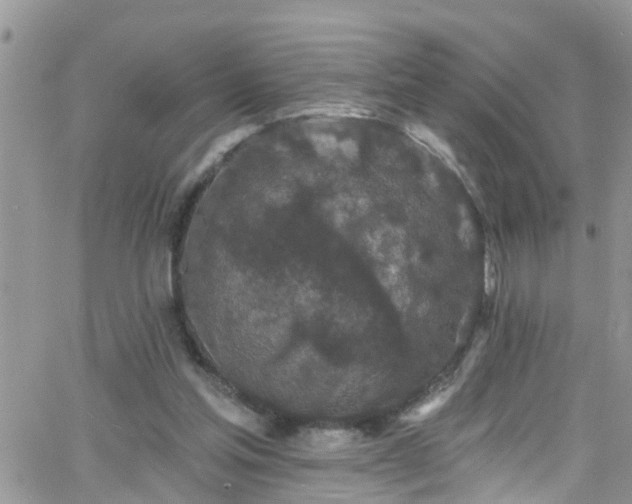 X0000066090205200603171104