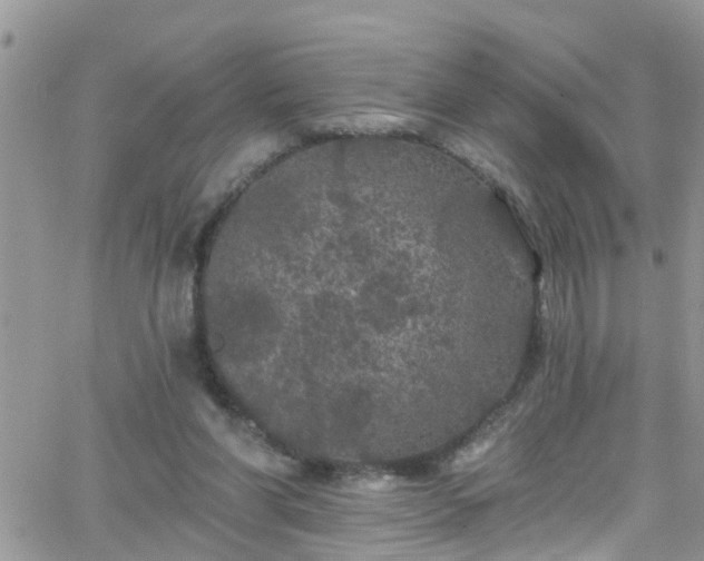 X0000066090206200603171104