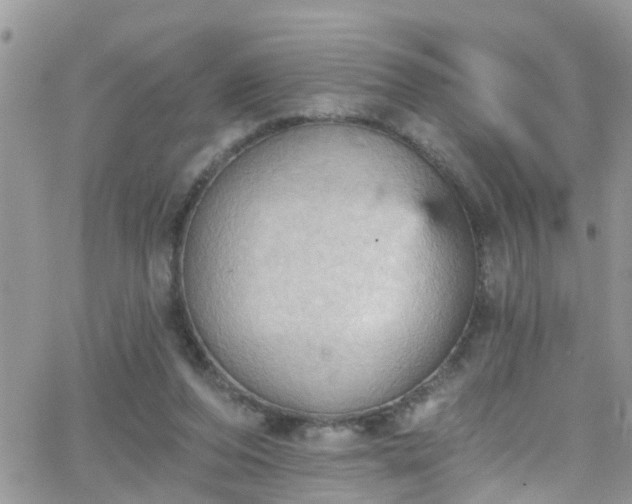 X0000066090208200603171104