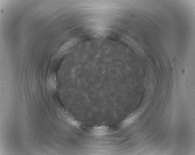 X0000066090240200603171103