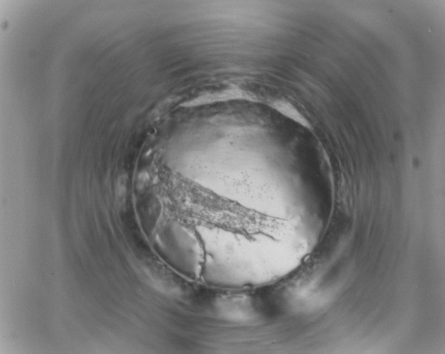 X0000066090271200603171103