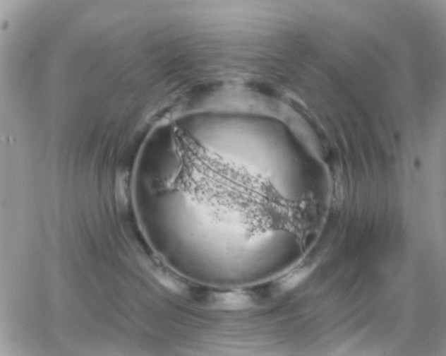 X0000066090286200603171103