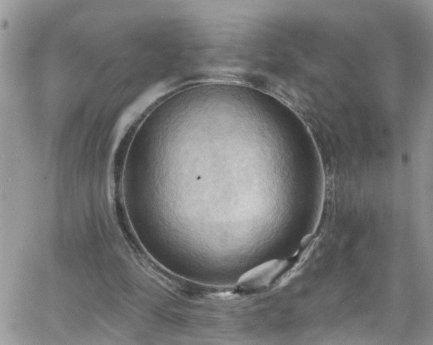 X0000066090294200603171102