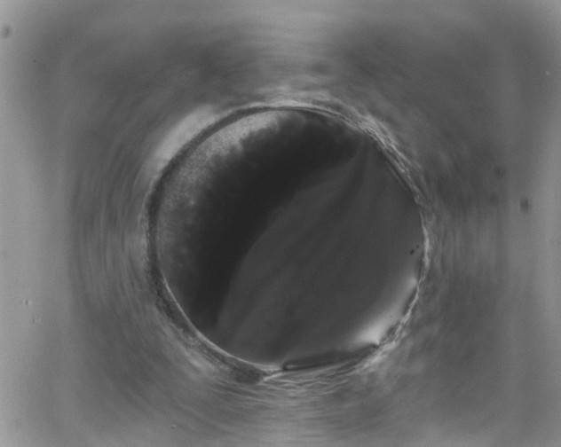 X0000066090295200603171102