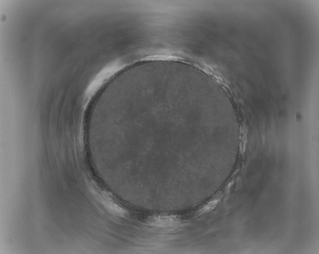 X0000066090296200603171102