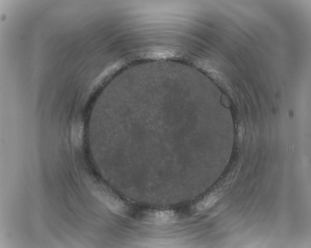 X0000066090304200603171102