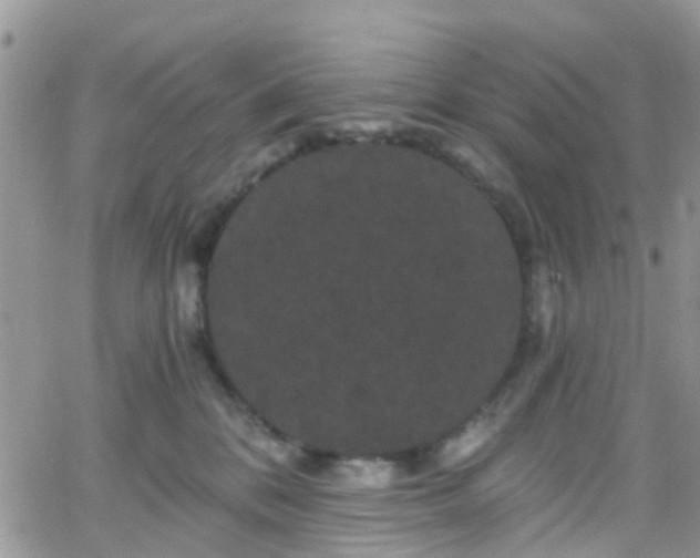 X0000066090328200603171102