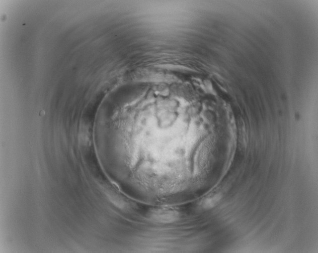 X0000066090331200603171102