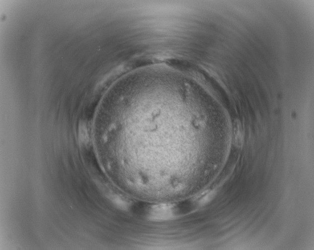 X0000066090335200603171101