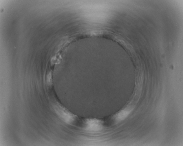 X0000066090336200603171101