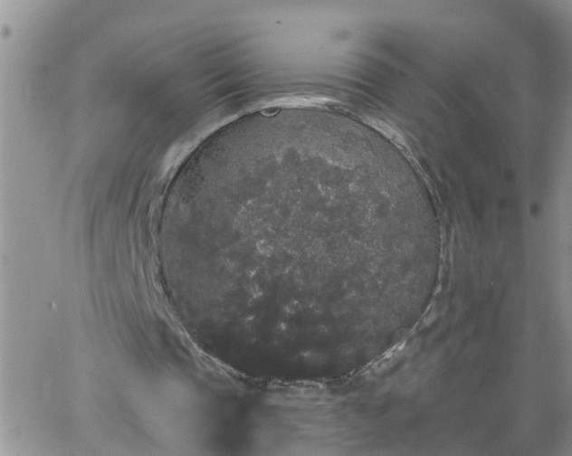 X0000066090337200603171101