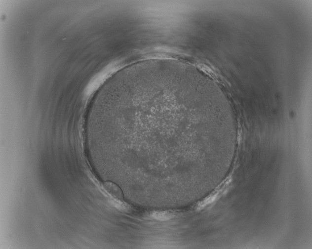 X0000066090341200603171101