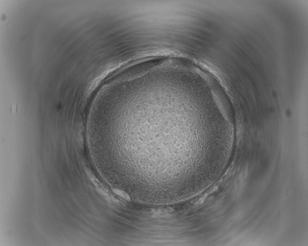 X0000066090345200603171101