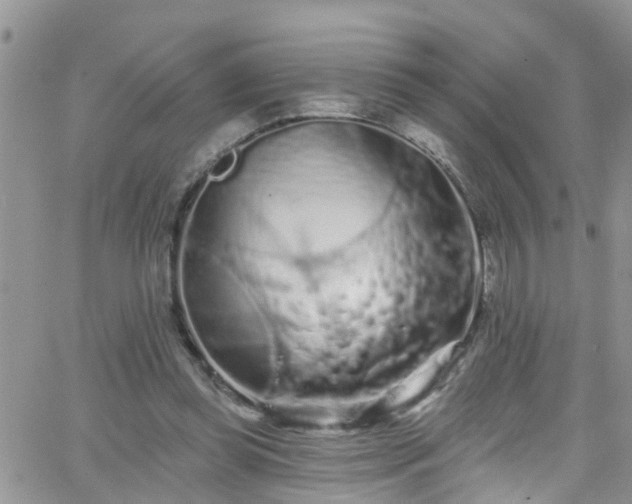 X0000066090349200603171101