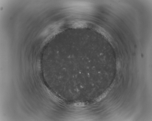 X0000066090353200603171101