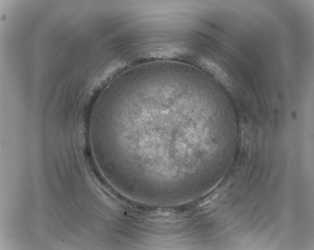 X0000066090354200603171101