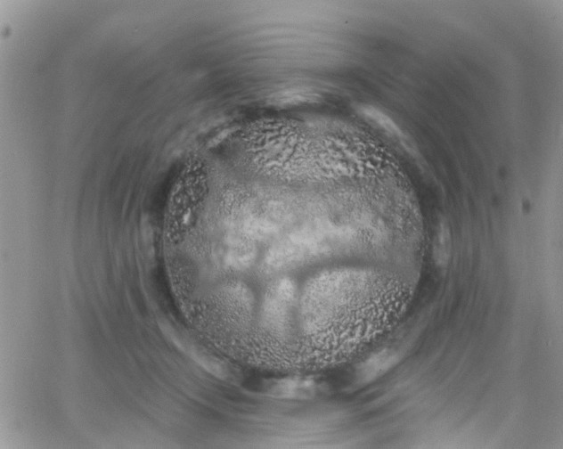 X0000066090366200603171101