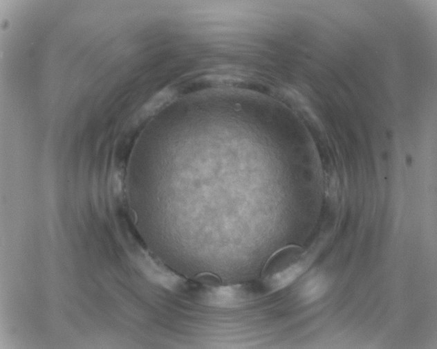 X0000066090382200603171101