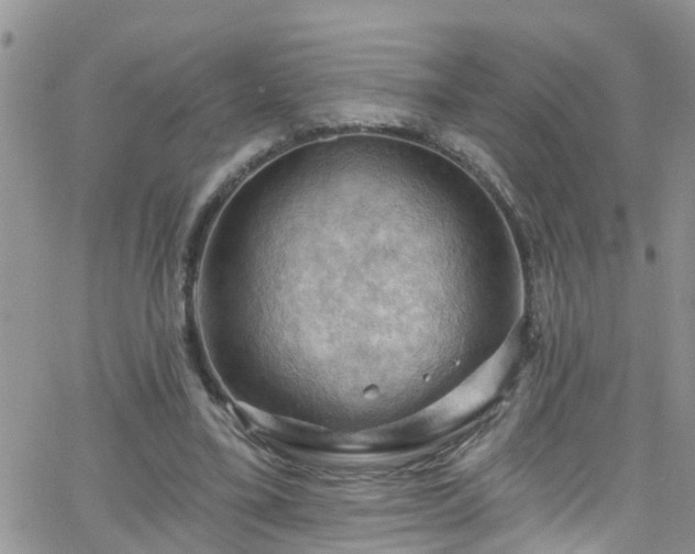 X0000066090395200603171101