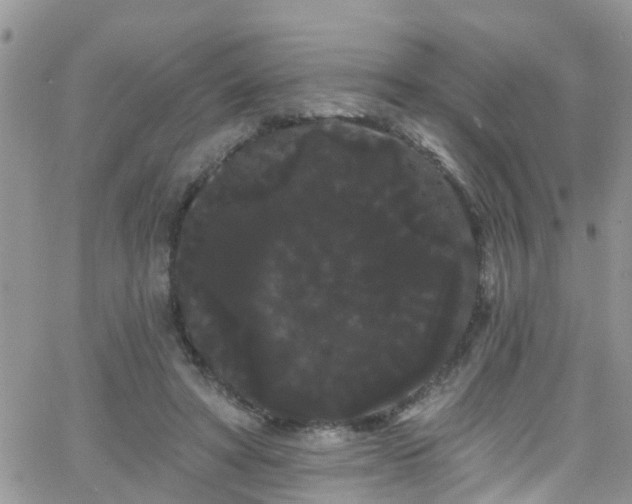 X0000066090402200603171100