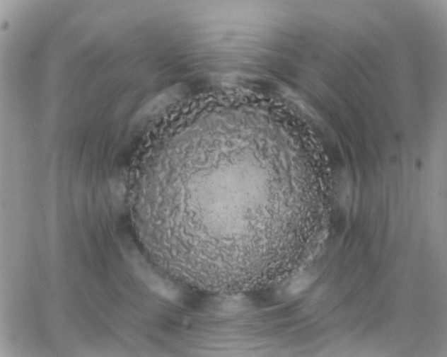 X0000066090427200603171100