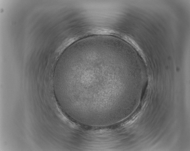 X0000066090433200603171059