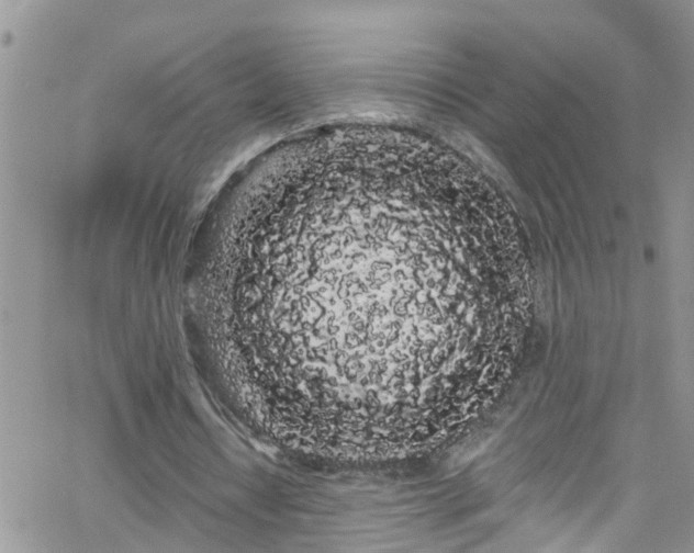 X0000066090434200603171059