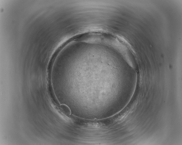 X0000066090439200603171059