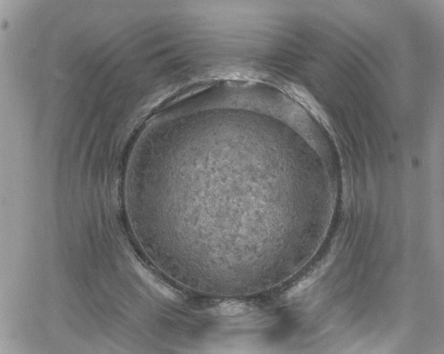 X0000066090441200603171059