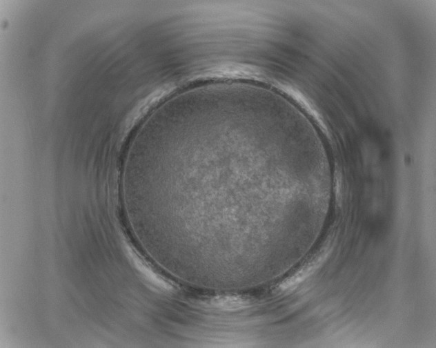 X0000066090445200603171059