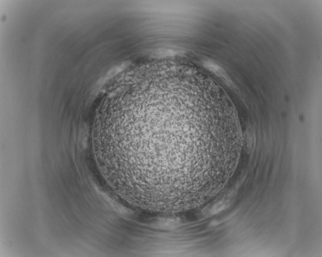 X0000066090458200603171100