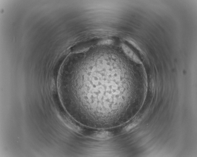 X0000066090459200603171100