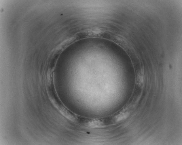 X0000066090468200603171100