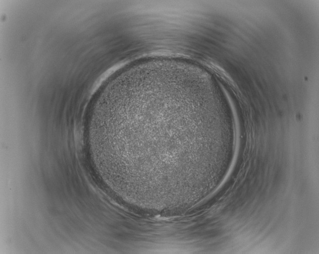 X0000066090484200603171059