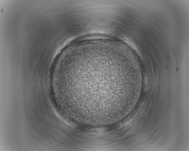 X0000066090492200603171059