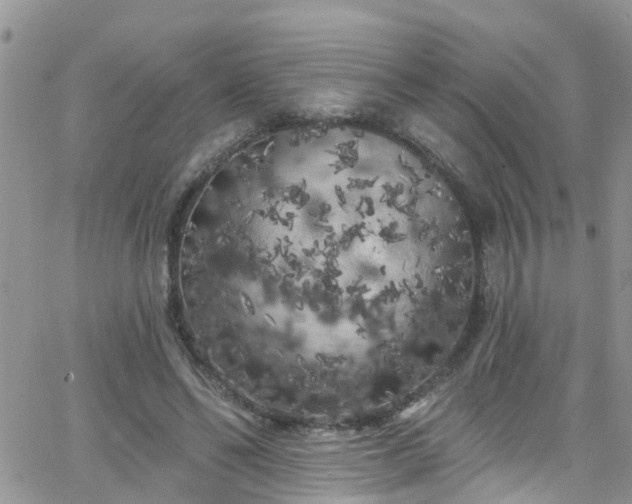 X0000066090494200603171059