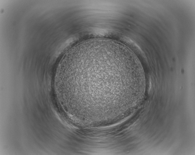 X0000066090496200603171059