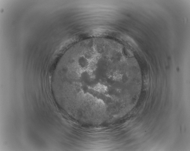 X0000066090503200603171059