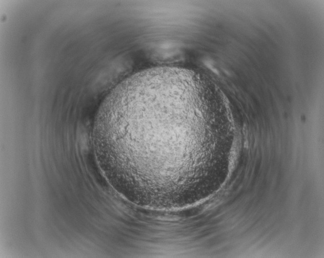 X0000066090515200603171059