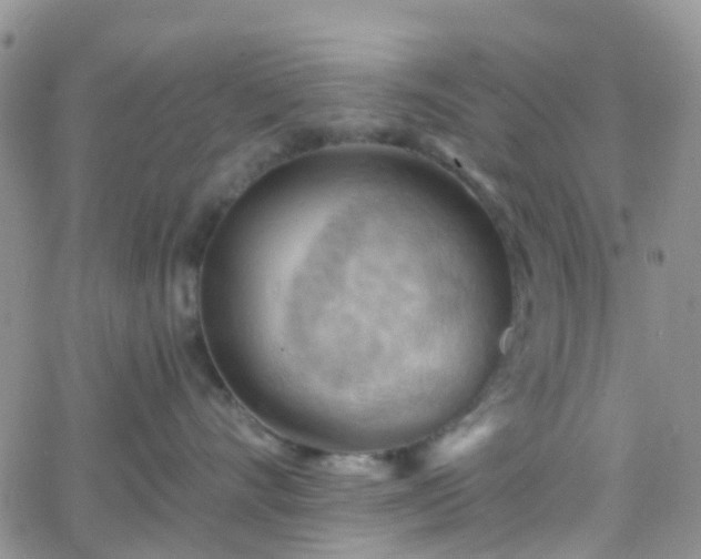 X0000066090528200603171058