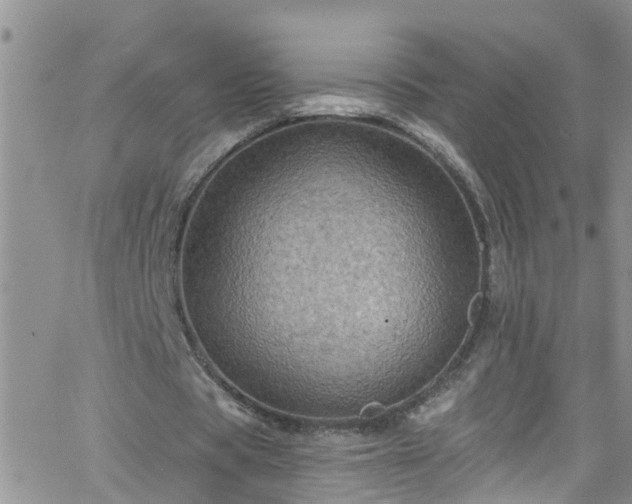 X0000066090529200603171058